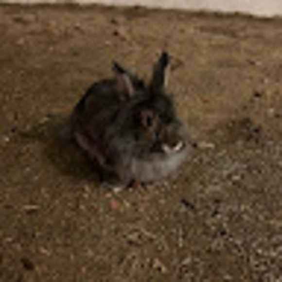 Meet your Posher, Joceline - Picture 1 of 1